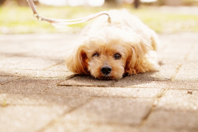 しつけ教室に初めて通う際の注意点