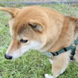 しつけ教室は犬のストレスになる？愛犬に合ったしつけ教室の選び方や飼い主が取るべき対応などを解説