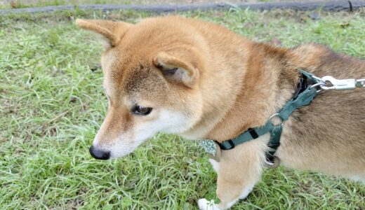 しつけ教室は犬のストレスになる？愛犬に合ったしつけ教室の選び方や飼い主が取るべき対応などを解説