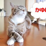 猫が虫刺されになったら？症状の見分け方や刺されやすい場所、動物病院での治療などを解説