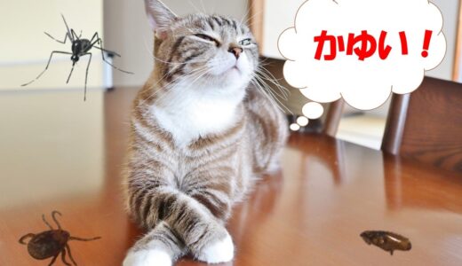 猫が虫刺されになったら？症状の見分け方や刺されやすい場所、動物病院での治療などを解説