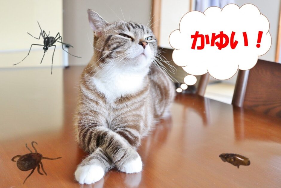 猫が虫刺されになったら？症状の見分け方や刺されやすい場所、動物病院での治療などを解説