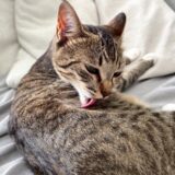 猫のできものの種類や特徴、動物病院での治療方法などを詳しく解説！