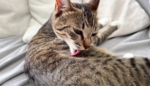 猫のできものの種類や特徴、動物病院での治療方法などを詳しく解説！