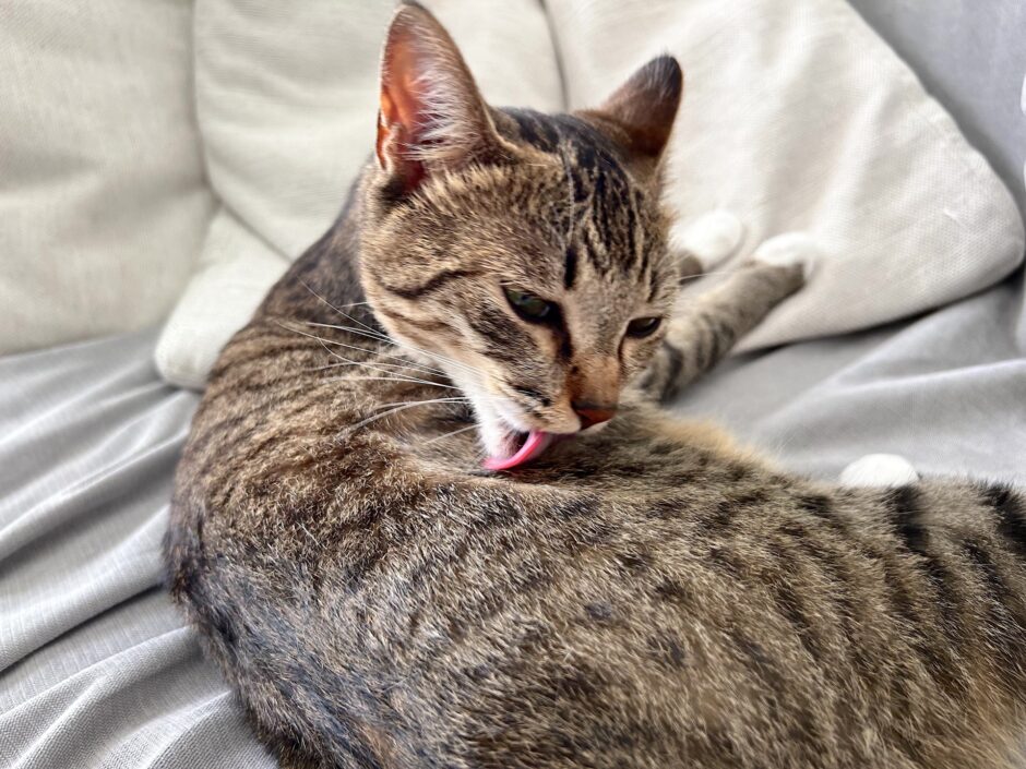 猫のできものの種類や特徴、動物病院での治療方法などを詳しく解説！