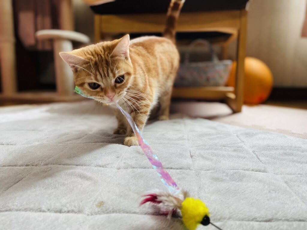 猫が誤飲しやすい物