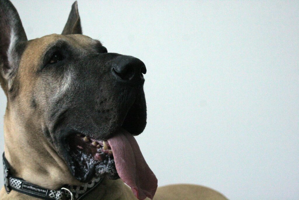 犬の舌が黒くなる原因