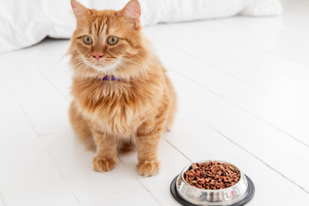 猫とキャットフード