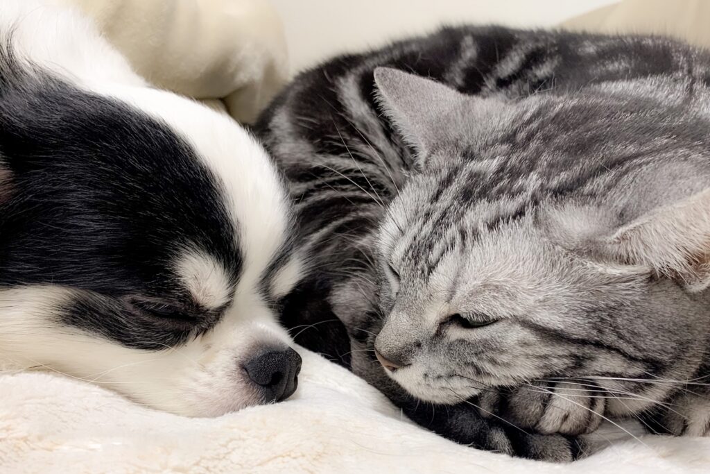 昼寝する犬と猫