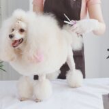 トリミングの抜け毛料金はいくら？追加費用が発生する理由や自宅でできる対策を解説