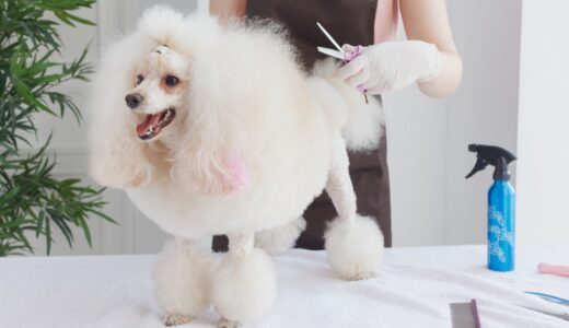 トリミングの抜け毛料金はいくら？追加費用が発生する理由や自宅でできる対策を解説