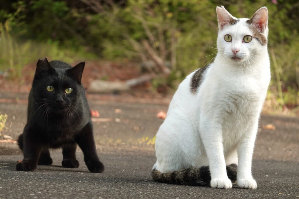ペットホテルで起こりうる事故やトラブル