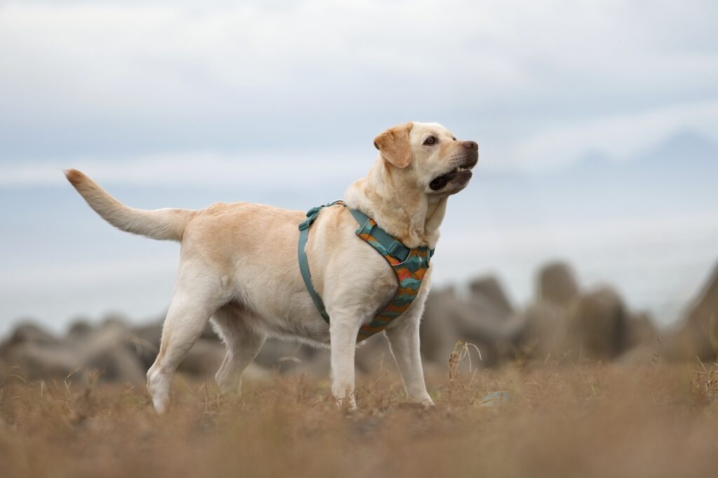 犬のしつけ教室とストレス