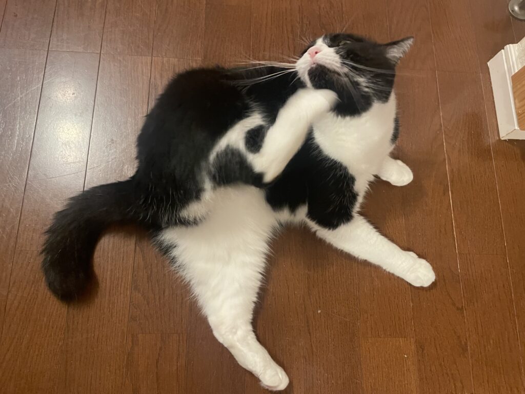 猫の虫刺されで見られる症状