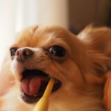 犬のデンタルケアの必要性｜動物病院と自分でできるケア方法を解説！