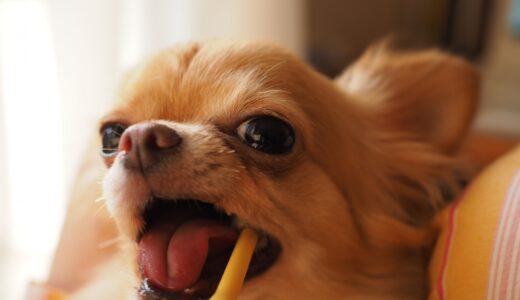 犬のデンタルケアの必要性｜動物病院と自分でできるケア方法を解説！