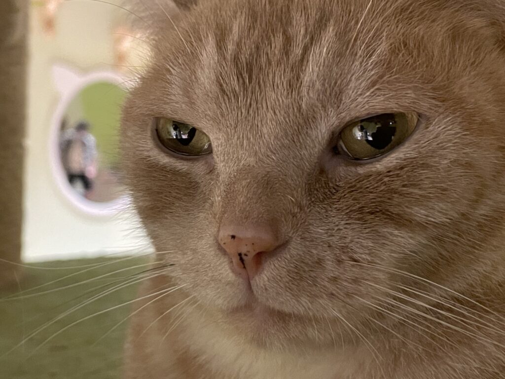 猫にできるできものの種類