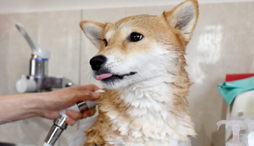 犬の膿皮症にシャンプーは有効？選び方や正しい洗い方をわかりやすく解説！