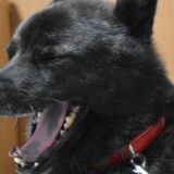 犬の舌が黒いのはなぜ？原因や注意すべき症状、日常生活でのチェックポイントなどを解説