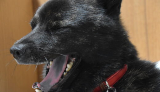 犬の舌が黒いのはなぜ？原因や注意すべき症状、日常生活でのチェックポイントなどを解説