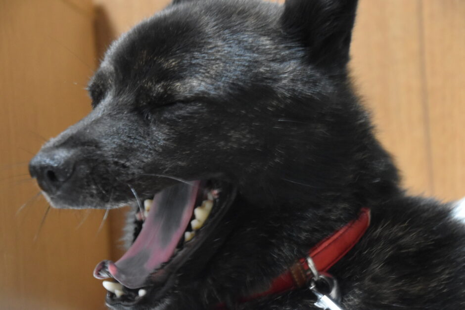 犬の舌が黒いのはなぜ？原因や注意すべき症状、日常生活でのチェックポイントなどを解説