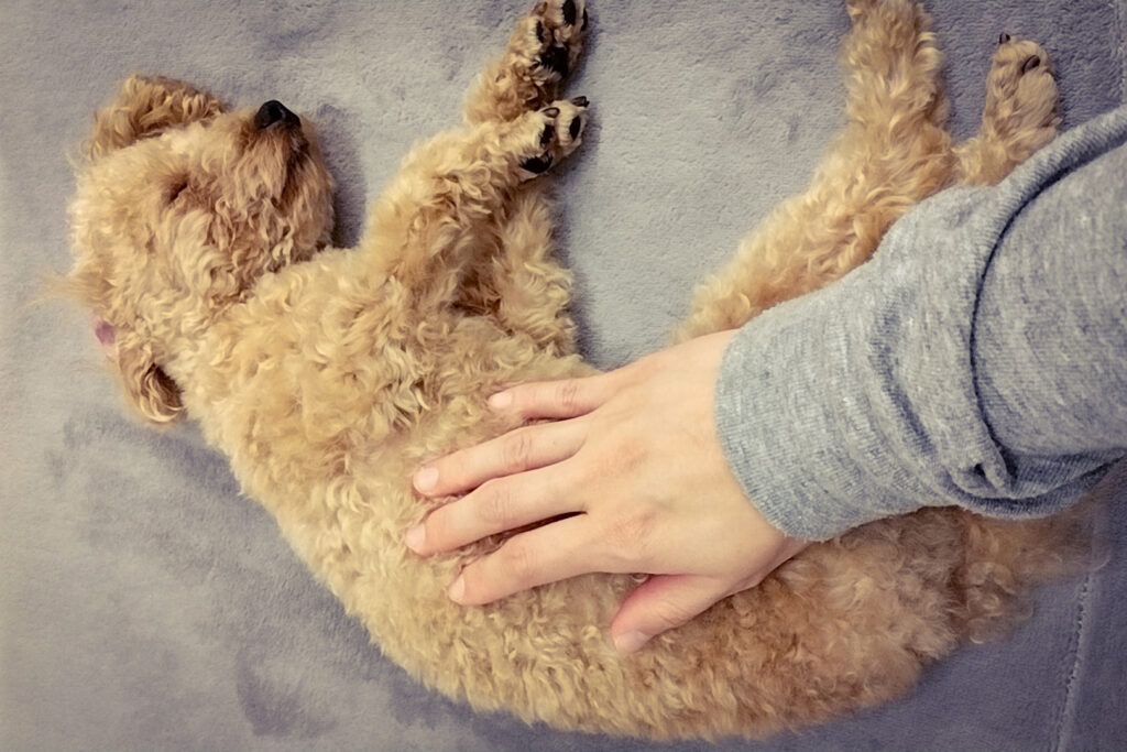 呼吸器専門の動物病院を受診すべき症状