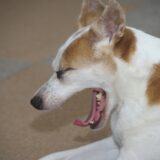 呼吸器専門の動物病院｜診療内容や対象疾患、受診すべき症状を解説