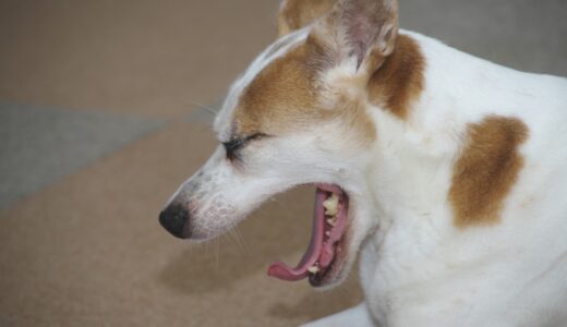 呼吸器専門の動物病院｜診療内容や対象疾患、受診すべき症状を解説