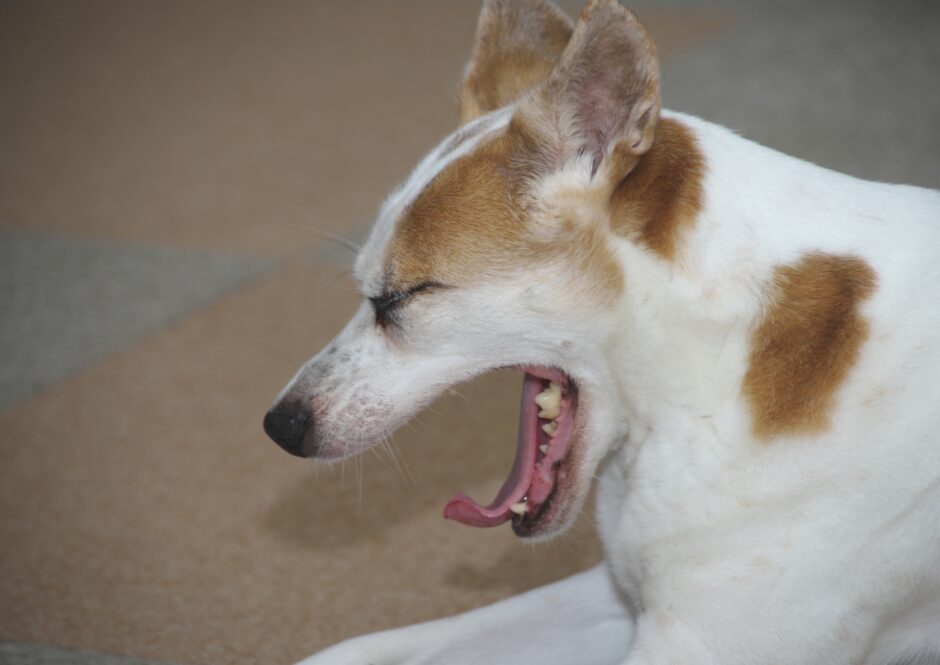 呼吸器専門の動物病院｜診療内容や対象疾患、受診すべき症状を解説