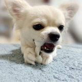 トリミング中に噛む犬の対処法や注意点、飼い主ができることを解説