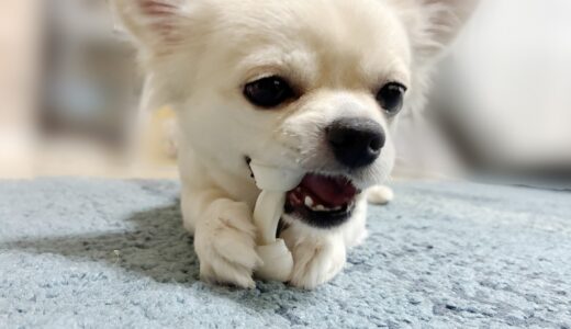 トリミング中に噛む犬の対処法や注意点、飼い主ができることを解説