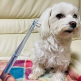 トリミングサロンでの歯磨きにかかる料金は？ホームケアのポイントも解説