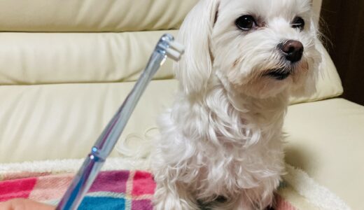 トリミングサロンでの歯磨きにかかる料金は？ホームケアのポイントも解説