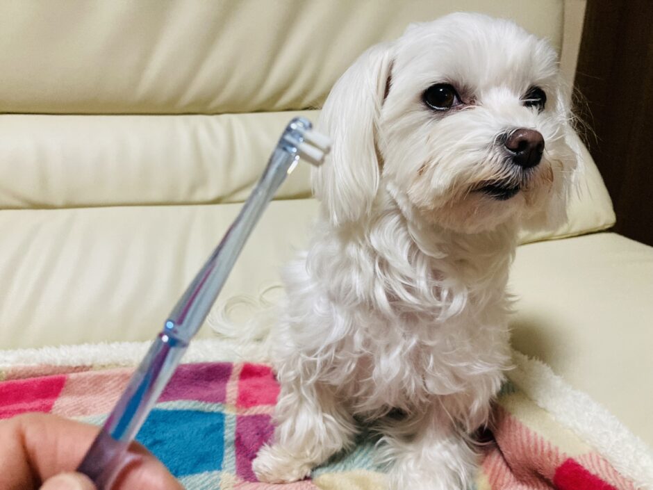 トリミングサロンでの歯磨きにかかる料金は？ホームケアのポイントも解説