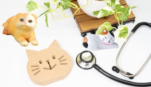 猫専門の動物病院とは？一般的な動物病院との違いやメリット・デメリット、診療内容を解説