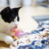 猫が誤飲したときはどうする？誤飲した場合に現れる症状や動物病院での処置などを解説