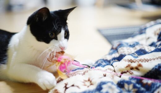 猫が誤飲したときはどうする？誤飲した場合に現れる症状や動物病院での処置などを解説