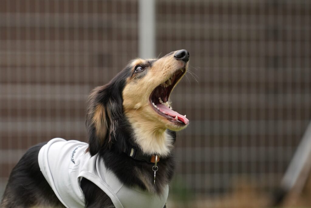 吠える犬