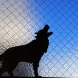 しつけ教室で吠え癖を直す方法｜教室の選び方や自宅での対策法、効果を持続させるコツも解説