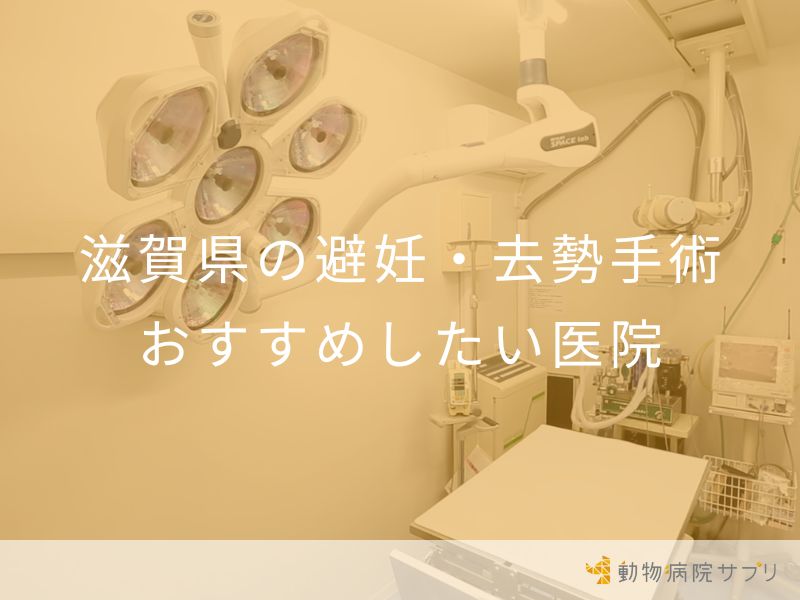 滋賀県の避妊・去勢手術 おすすめしたい医院