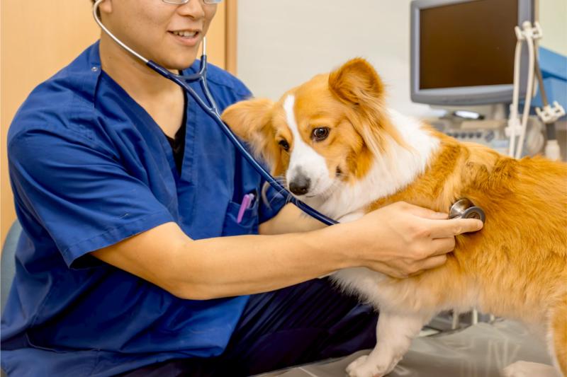 ハーモニー動物病院