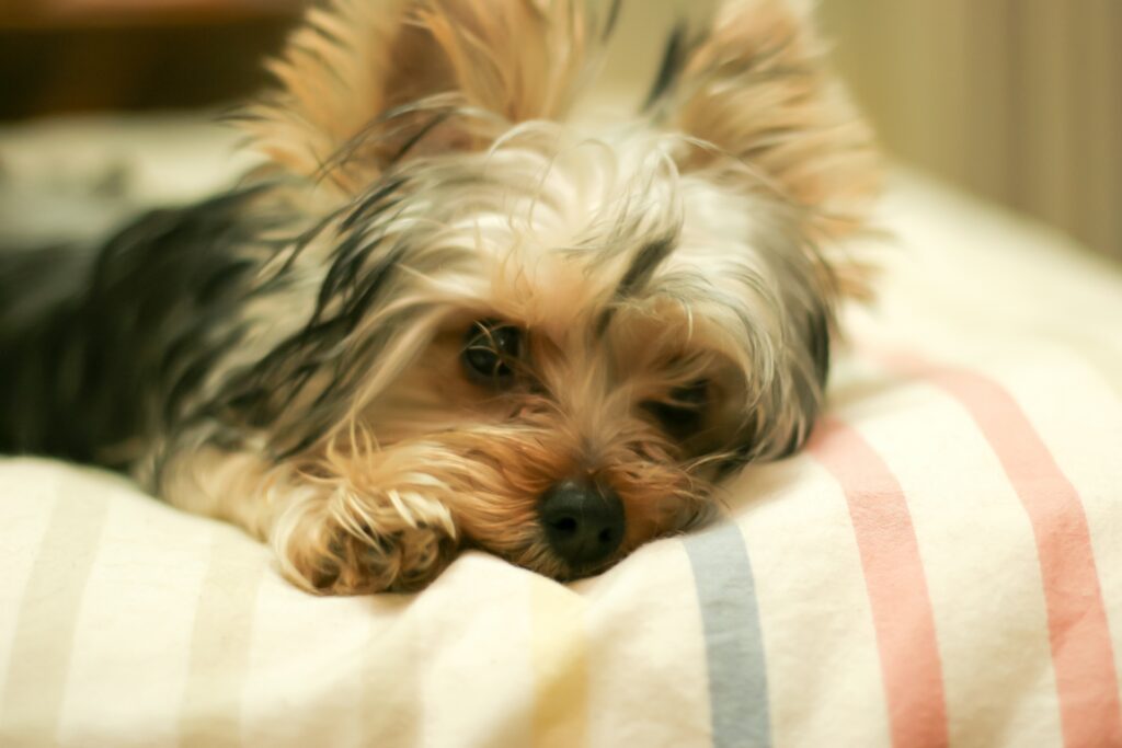 ベッドで寝ているヨークシャーテリアの子犬