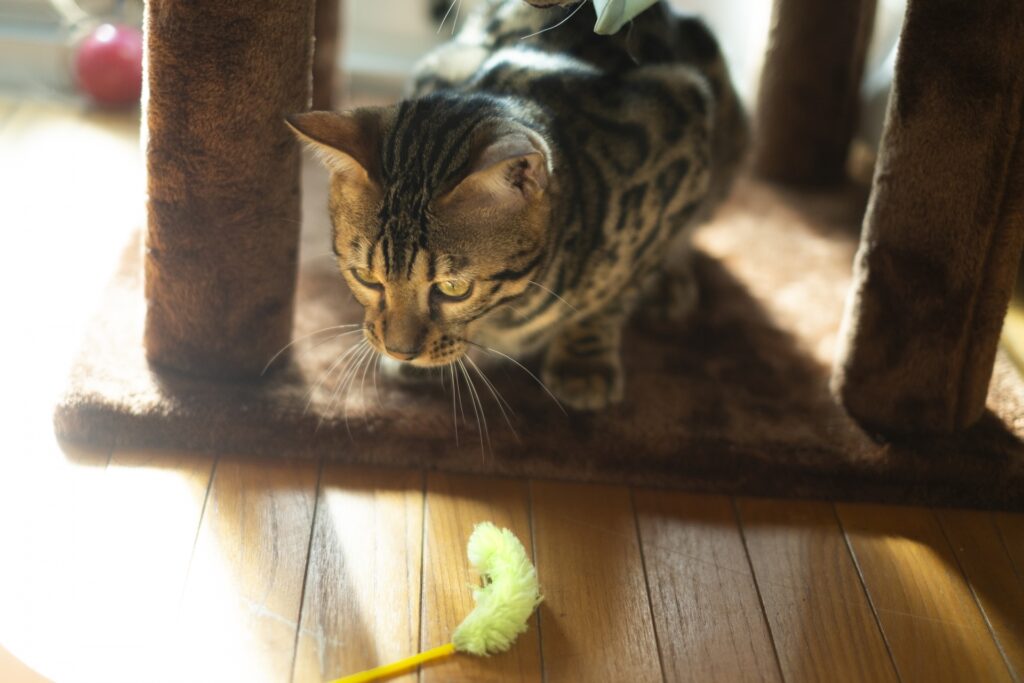 猫じゃらしで遊ぶベンガル猫