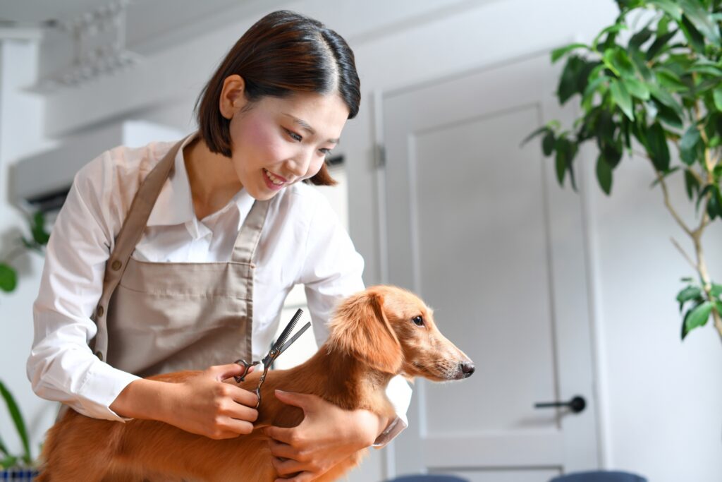 犬（ペット）のトリミングやカットをするトリマーの若い女性