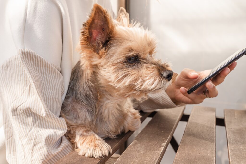 犬を抱っこする女性