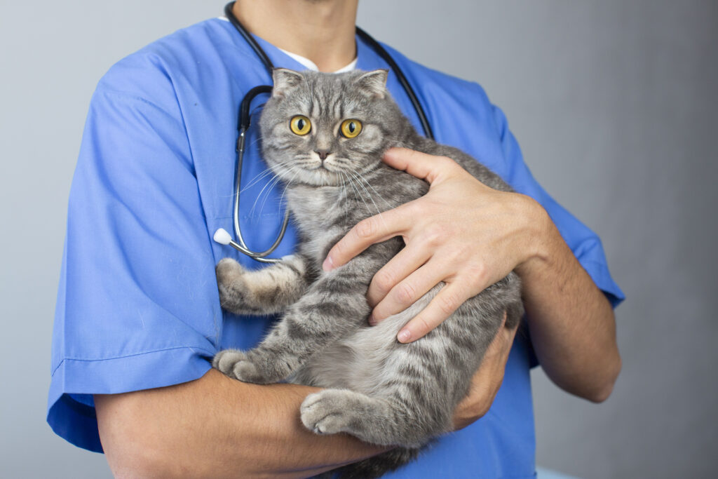 猫を抱えた獣医