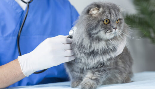 動物病院に行くべきタイミングや判断材料となる症状、注意点などを徹底解説！