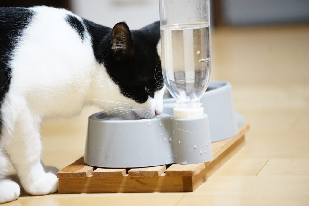 水を飲む猫