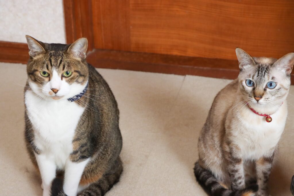 2匹のネコ