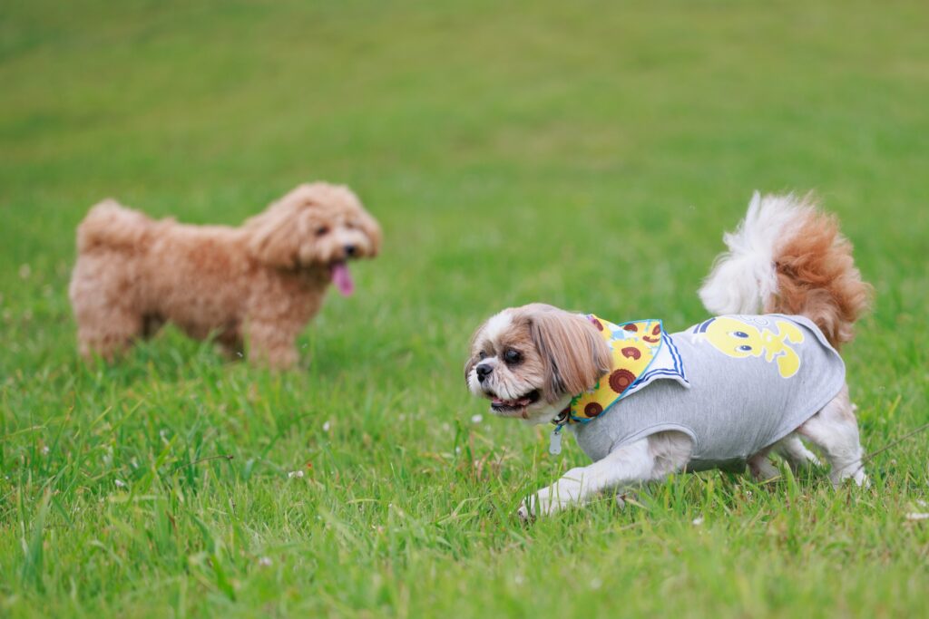 トイプードルとシーズー